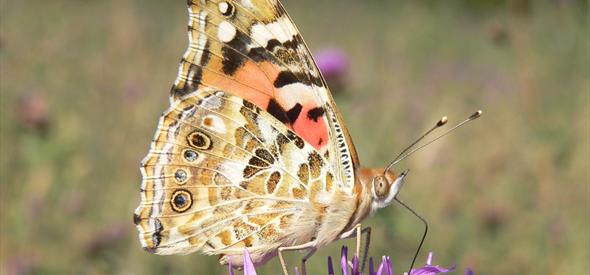 Painted lady butterfly at New Meadows Nature Reserve