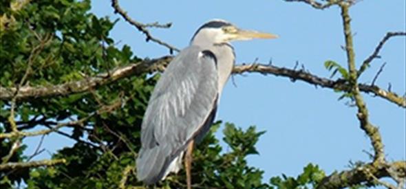 An image of a heron taken at Hengistbury Head nature reserve