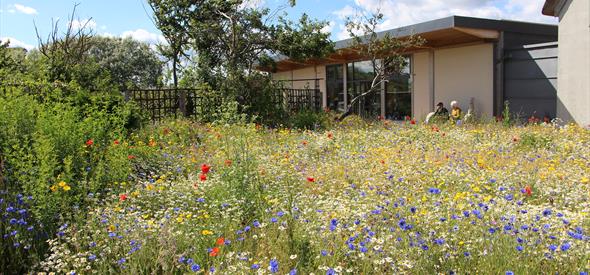 Wildlife Garden at Hengistbury