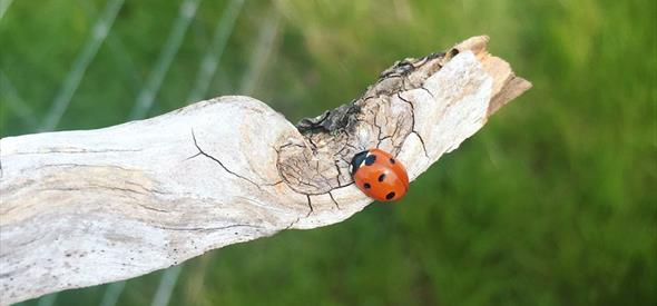 Ladybird on a branch