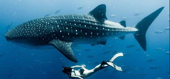 Ocean Film Festival World Tour