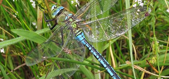 Blue dragonfly on green grass
