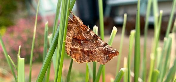 Brown coloured moth in high grass