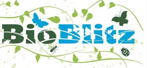 Bioblitz 2017 at Hengistbury Head