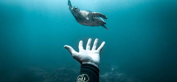 Ocean Film Festival 2020