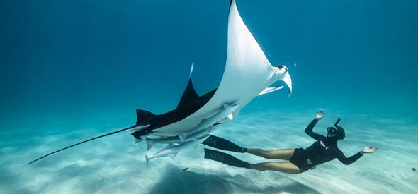 A diver underwater with a sea creature