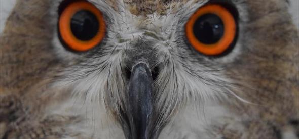 Big orange owl eyes