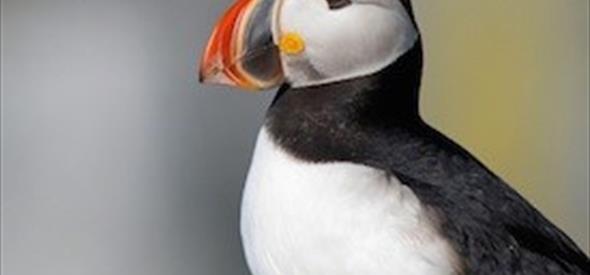 Puffin
