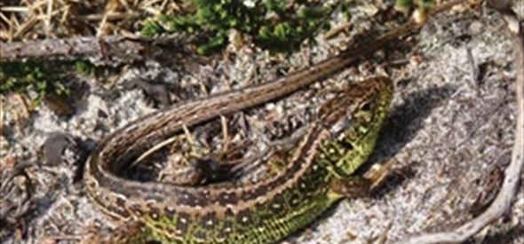 Sand Lizard