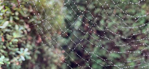 Spider web