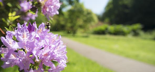 Monday Morning Meanders, picture of flowers and track.
