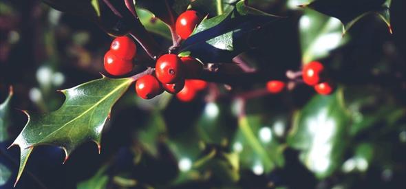 Christmas Wreaths photo of holly close up