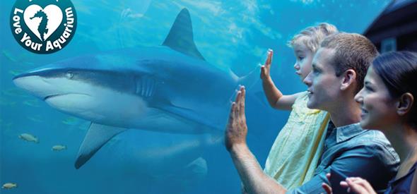 A family looking at a shark through the tank window at the Oceanarium