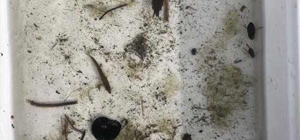 Pond dipping finds
