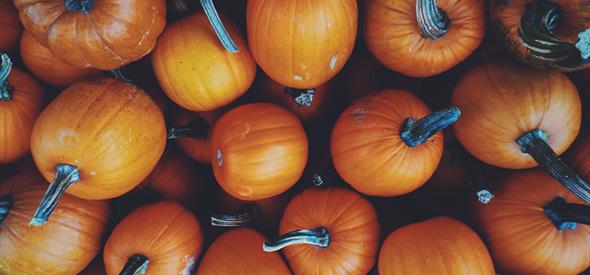 halloween photo of bright orange pumpkins