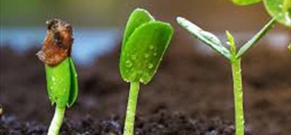 A picture of 3 seeds growing showing the various stages as they grow.