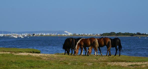 View of Mudeford and The Idle of Wight image by: Andrew Millard Photography