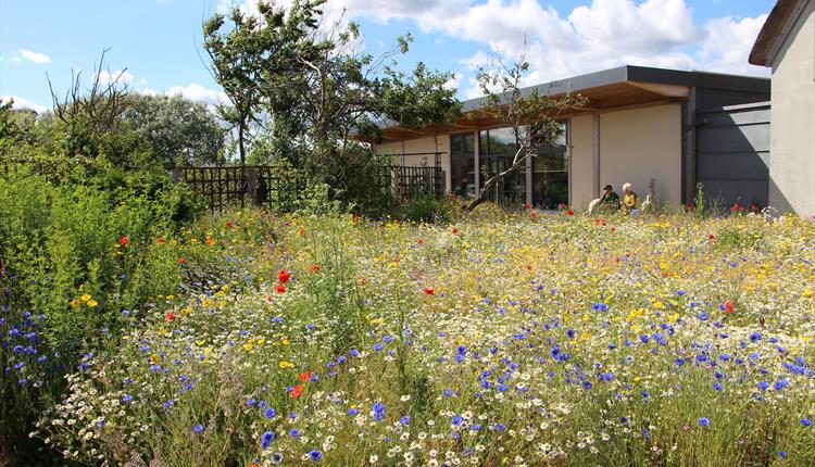Wildlife Garden at Hengistbury