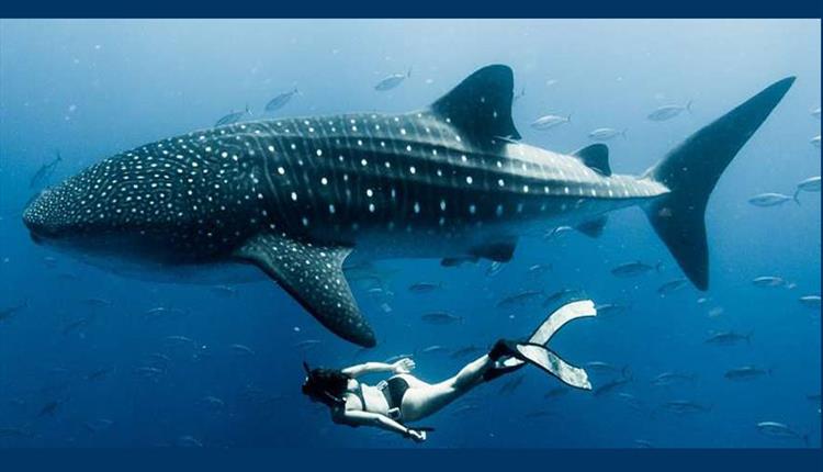 Ocean Film Festival World Tour