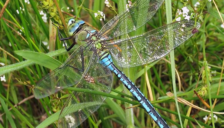Blue dragonfly on green grass