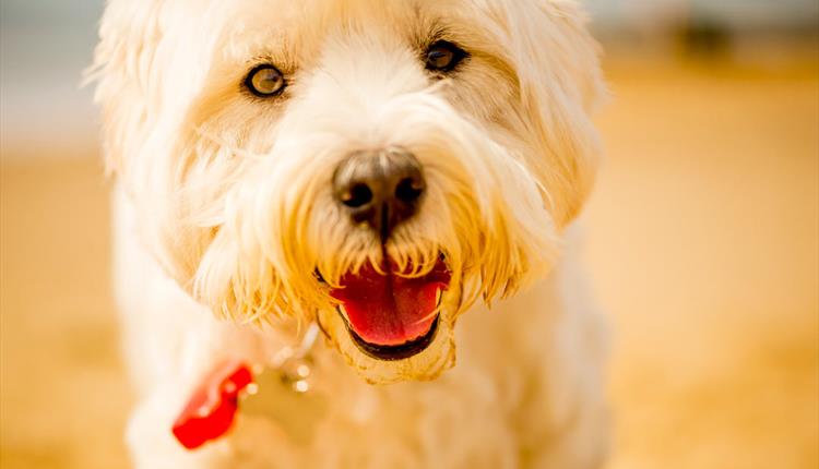 Close up stunning white Terrier on Bournemouth beach