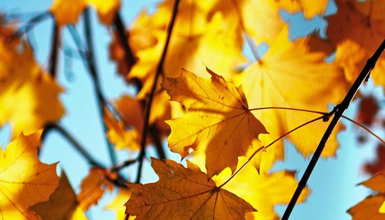 Autumnal orange leaves with a bright blue sky background.