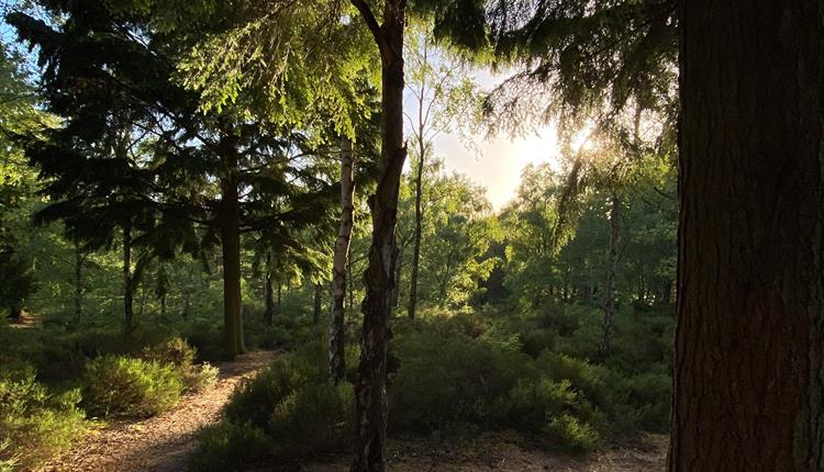 ramsdown forest at sunset