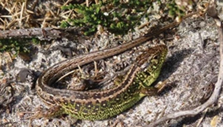Sand Lizard