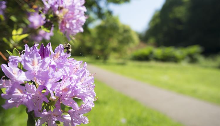 Monday Morning Meanders, picture of flowers and track.