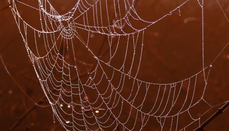 Pompon Spiders and Wispy Webs close up photo of a spider's web