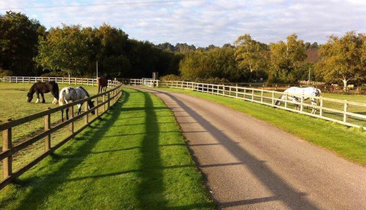 Horses at Dudmoor farm.