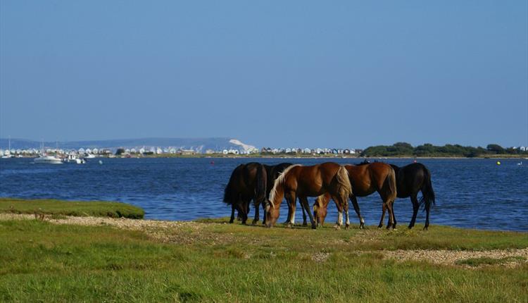 View of Mudeford and The Idle of Wight image by: Andrew Millard Photography