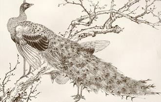 A monochrome print of a Peacock in the foreground and a tree branch in the background