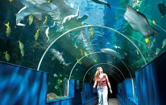 Oceanarium Bournemouth Tunnel