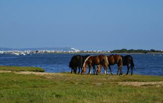 View of Mudeford and The Idle of Wight image by: Andrew Millard Photography