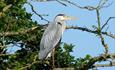An image of a heron taken at Hengistbury Head nature reserve