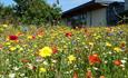 An image of some colourful spring flowers taken at Hengistbury Head nature reserve
