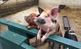 Three pigs on the fense leaning for some food