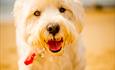 Close up stunning white Terrier on Bournemouth beach