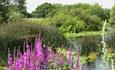 Flowers and nature surround the river and pond