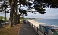 Trees on top of the cliff top at Friars Cliff.