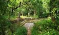 Stagnant pool inside the nature reserve.