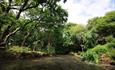 Wide shot of the forest setting inside Steamer Point Nature Reserve.