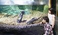 Oceanarium Bournemouth Otters