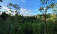 Lush green trees tower over Ramsdown
