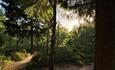 ramsdown forest at sunset