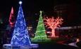 Row of beautiful Christmas Trees