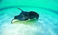 Stingray skirting the floor