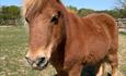a brown pony