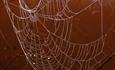 Pompon Spiders and Wispy Webs close up photo of a spider's web